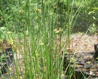 juncus effusus.jpg